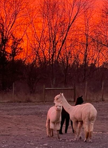 Llamas on a grass field with a red sky in the background