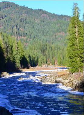 A river with white rapids weaving through tall evergreen trees.